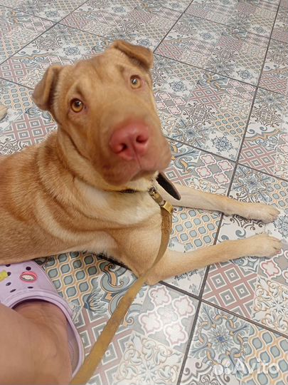 Шарпей собака