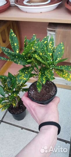 Кротон кодеум