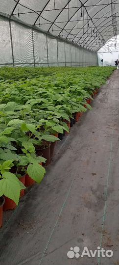 Саженцы малины