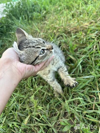 Отдам котенка в добрые руки