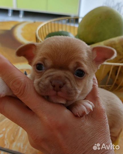 Чихуахуа мини