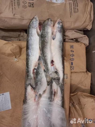 Горбуша б/г с/м