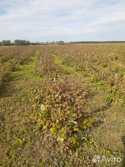 Малина саженцы