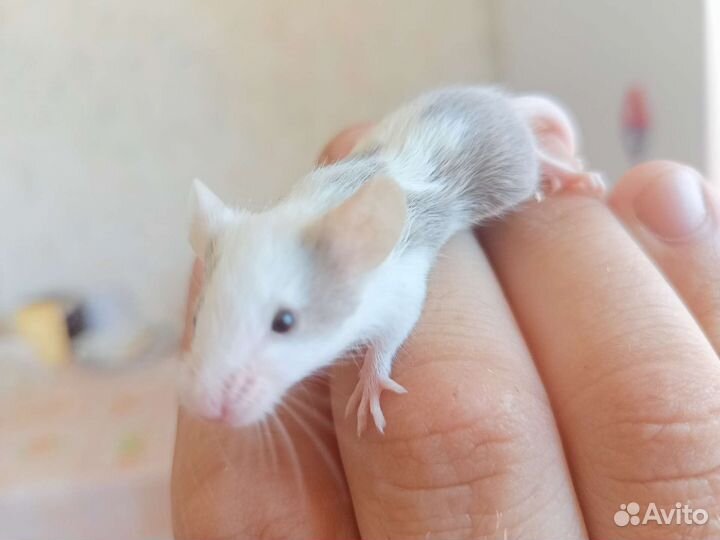 Декоративные мыши