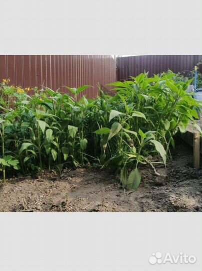 Топинамбур клубни