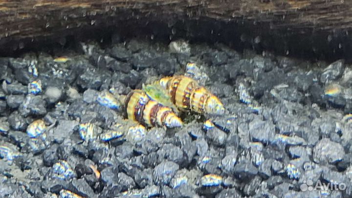 Аквариумные рыбки