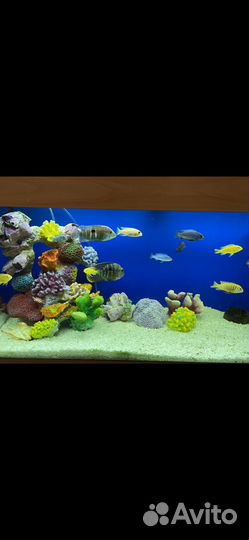 Аквариум