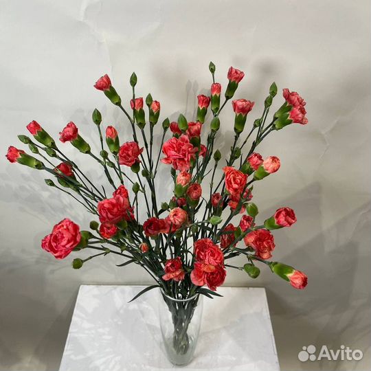 Цветы гвоздика оптом