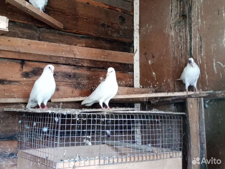 Продажа голубей на свадьбу. Жёлтый павлин самец