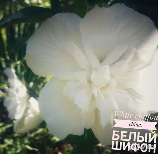 Сортовые гибискусы Чайна шифон, семена, черенки