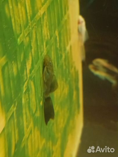 Анцитрусы разные