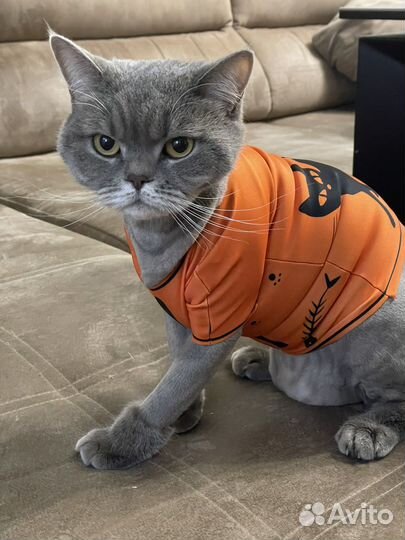 Печать на ткани отрезами с доставкой в Сочи