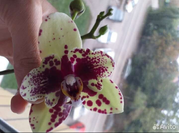 Орхидея бабочка Скрабл