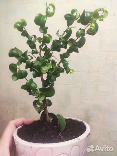 Фикус Бенджамина Барок