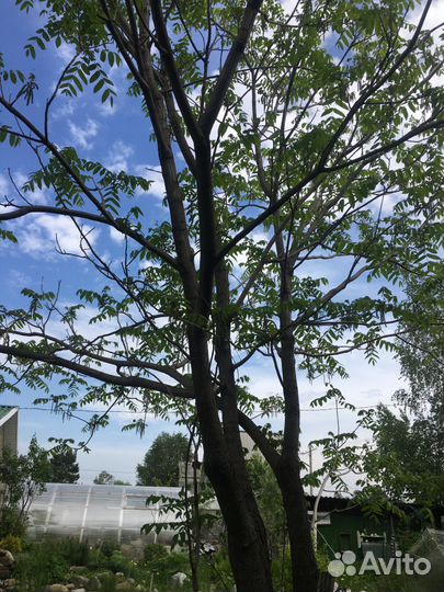 Маньчжурский орех саженцы 3-4 х летки