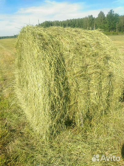 Сено могар,пайза урожай 23 года