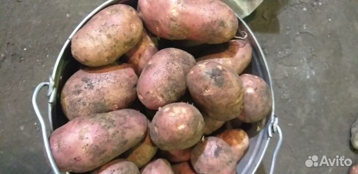 Свежий урожай