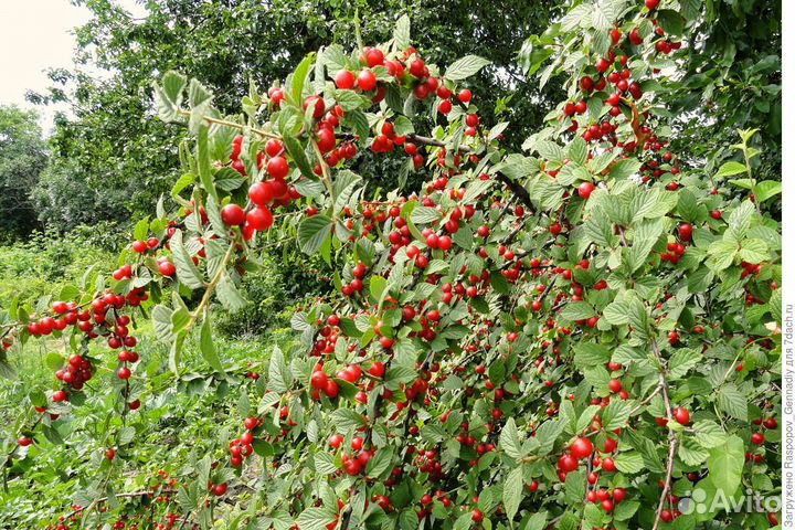 Саженцы войлочной вишни - самая зимостойкая вишня