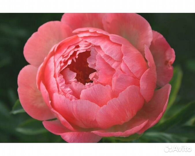 Пион гибридный Coral Sunset