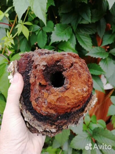 Березовый гриб чага