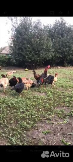 Бойцовые петухи