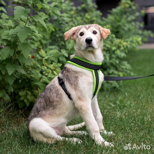 Щенок девочка в дар