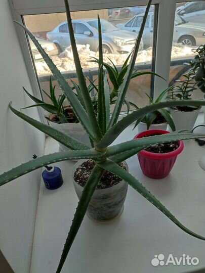Алоэ вера большой