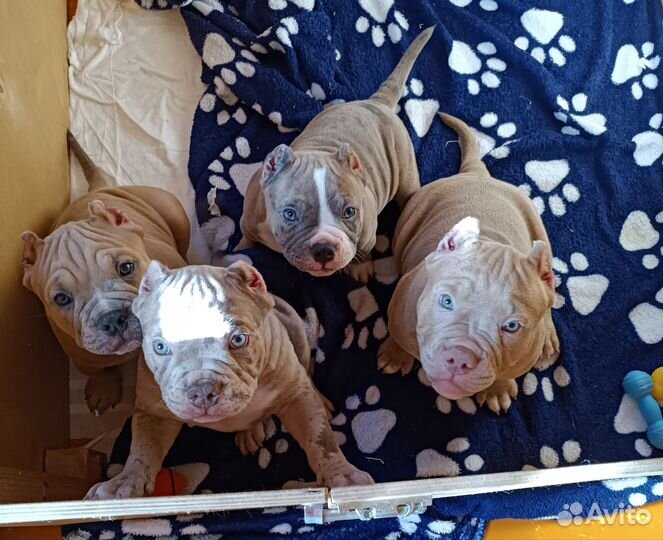 Американский булли