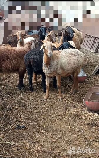 Овцы и баран