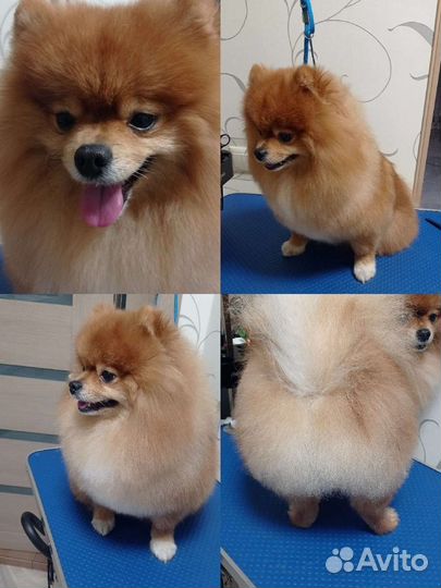 Услуги грумера (стрижка собак)