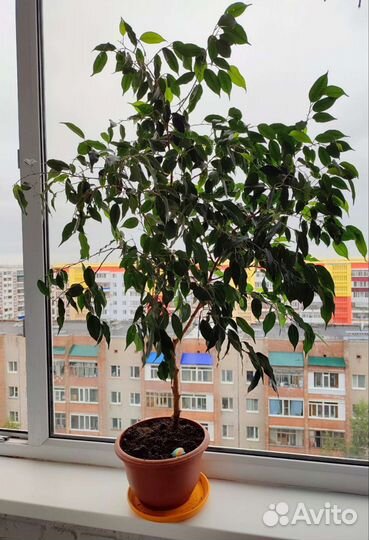 Фикус бенджамина