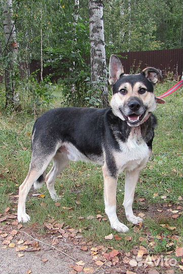 Кубик, классный пёс