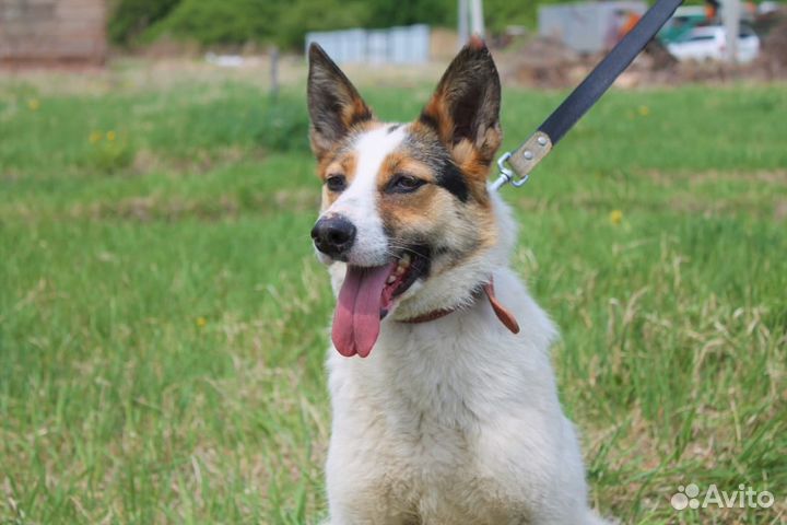 Молодая собака на охрану