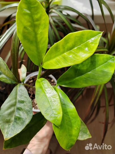 Гибискус. Зефирантес