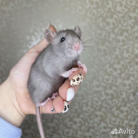 Крысята крыса