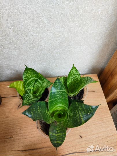 Сансевиерия