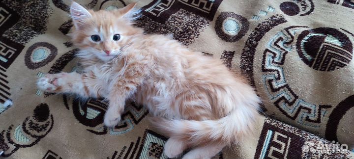 Рыжий котенок мальчик