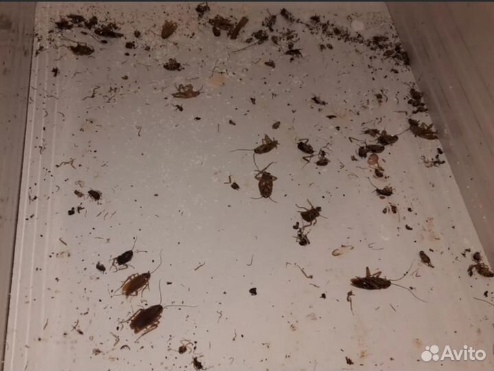 Дезинфекция. Уничтожение тараканов клопов муравьев