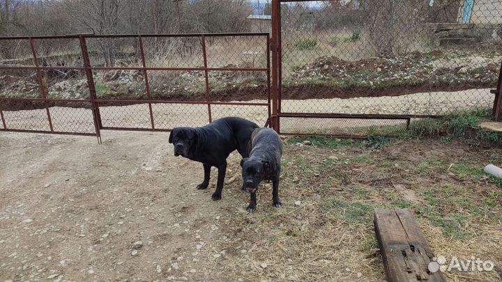 Собака вязка