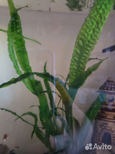 Криптокорина