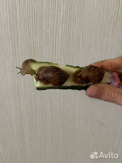 Улитки ахатина бесплатно