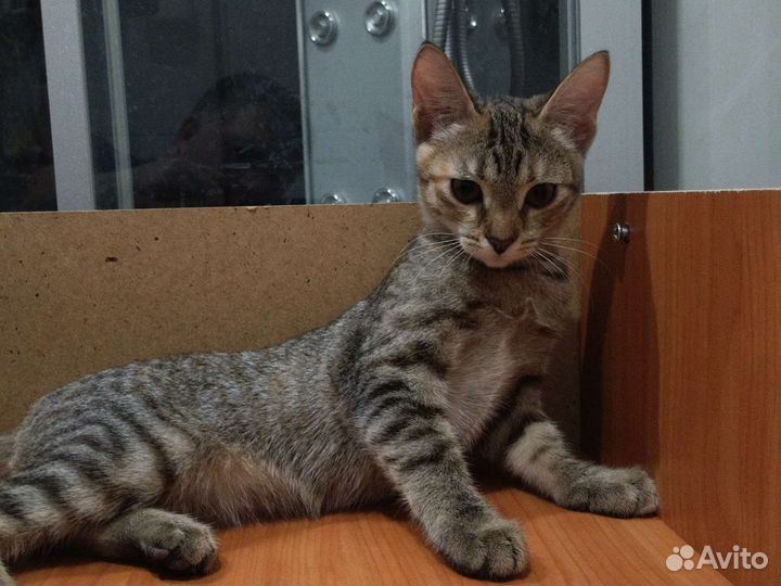 Кошки