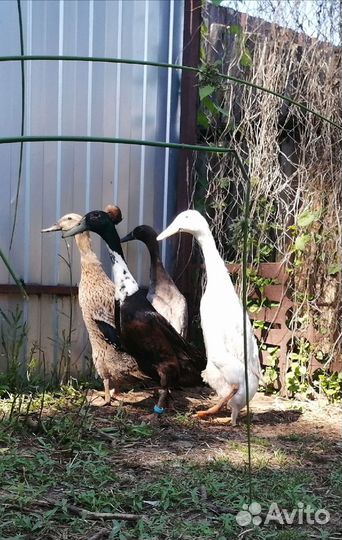 Утки индийский бегунок. Инкубационное яйцо.Утята