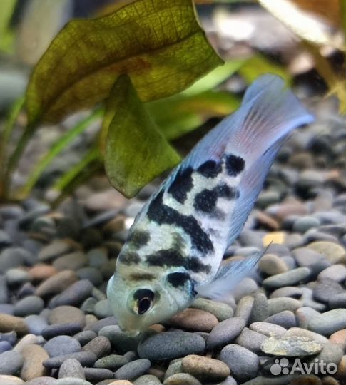 Сапфировый попугай