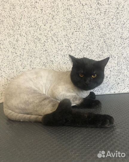 Стрижка кошек и собак