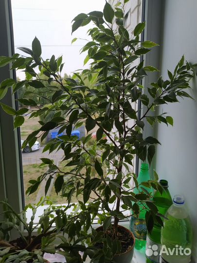 Фикус бенджамина вместе с горшком