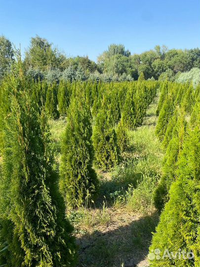 Туя даника, туя смарагда