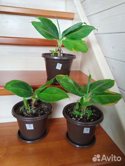 Банан комнатный тропикана