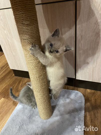 Котята отдам бесплатно
