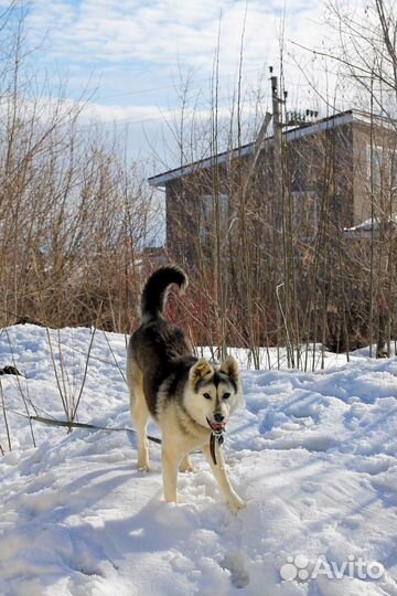 Пират в поисках семьи